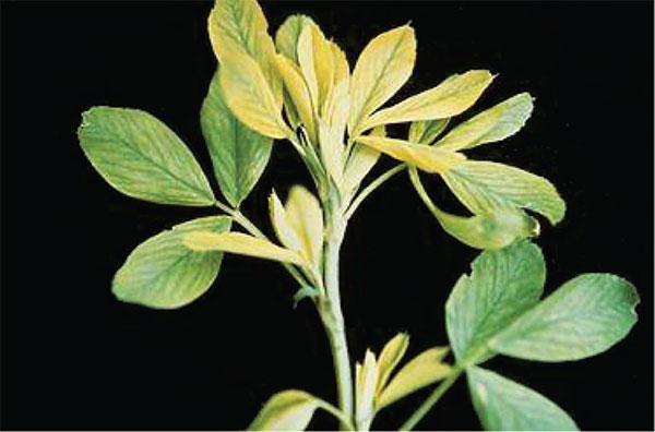 نشانه ی کمبود آهن در یونجه